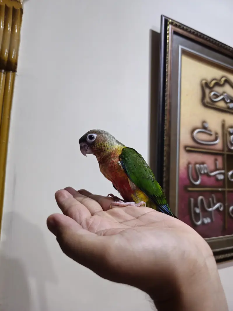 hand tame high red factor conure — photo 4