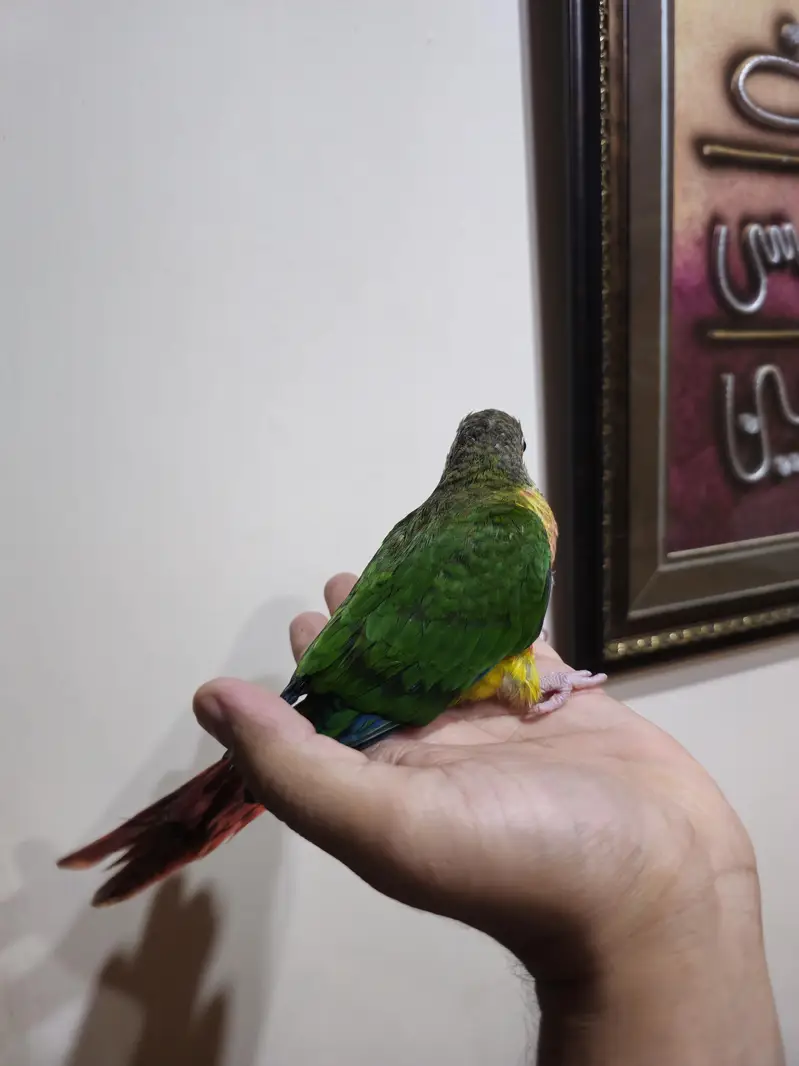 hand tame high red factor conure — photo 5