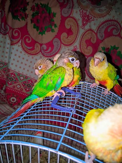 pineapple, sun  counre or  lovebirds
