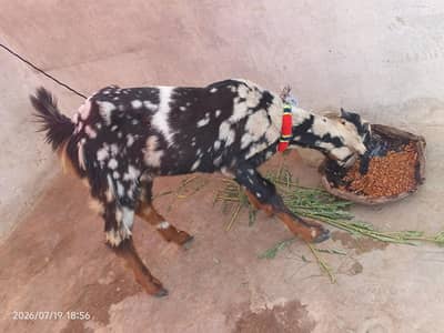 Tota puri bakri  for sale 3 to 5 mahine ka bacha 0/3/1/5/2/8/2/2/7/2/2