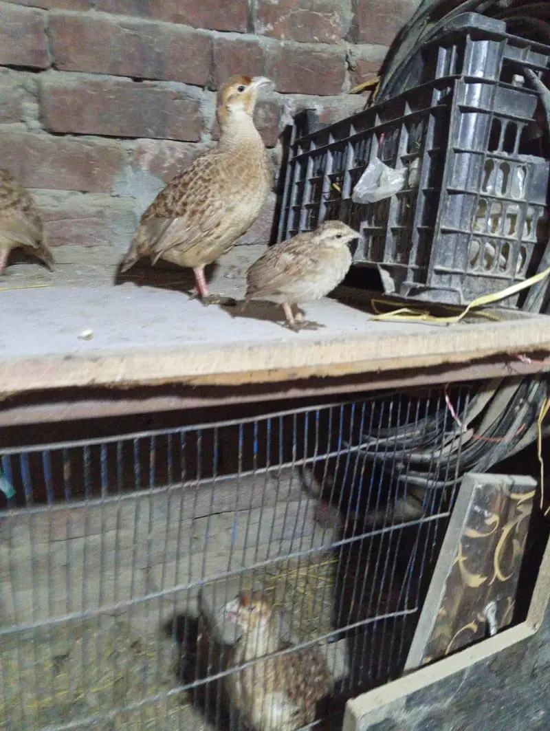 03120152288. . dakhni. . teetr. pairs and their  chikcs . . available . . — photo 3