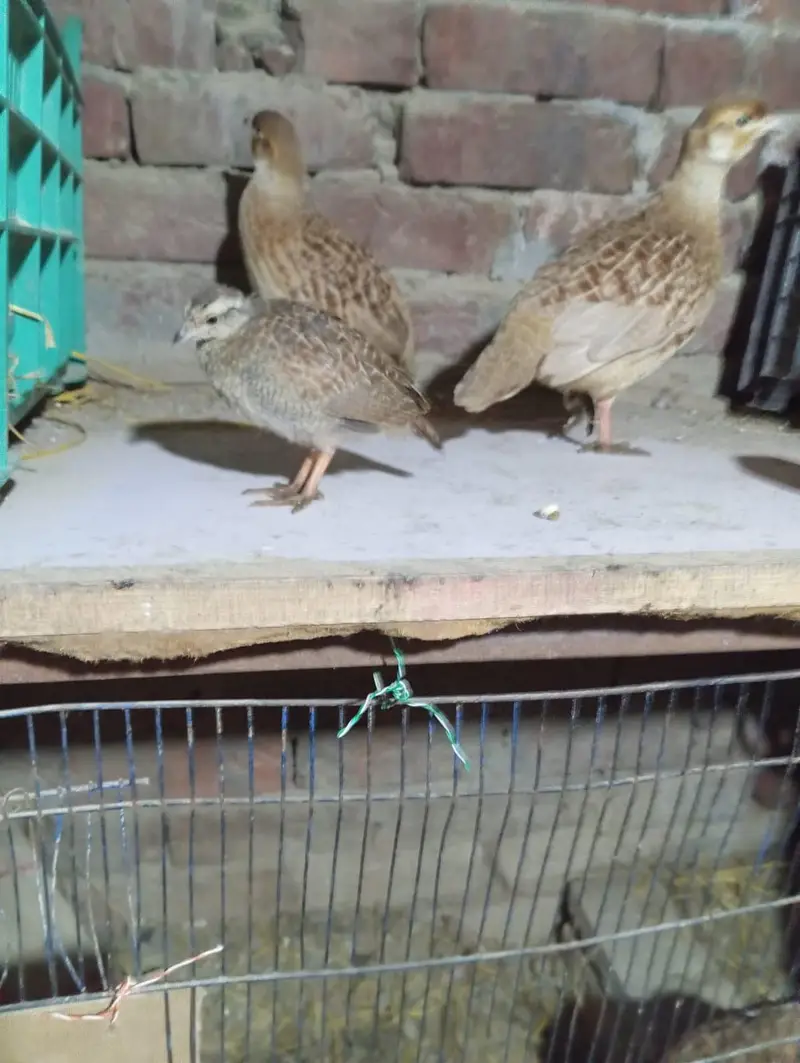 03120152288. . dakhni. . teetr. pairs and their  chikcs . . available . . — photo 4