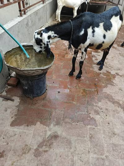 gaban bakri for sel