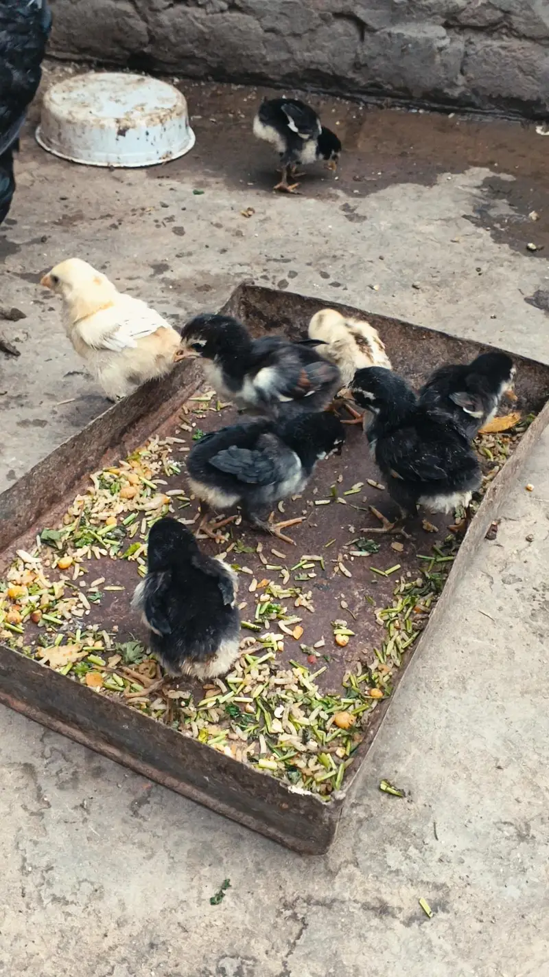 Thai Chicks/ Thai Permoze Chicks/ Pure Thai Chicks/ — photo 4