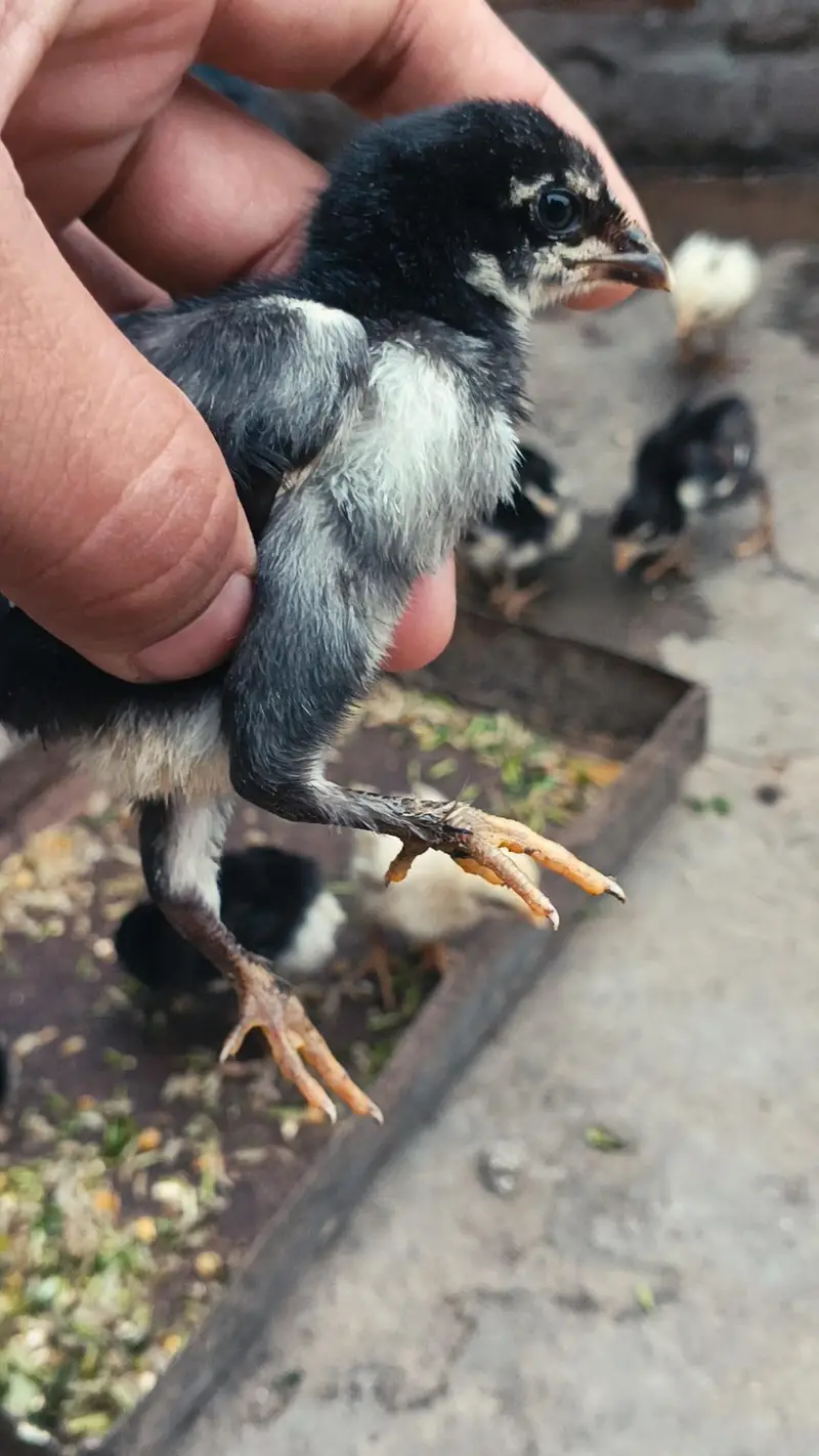 Thai Chicks/ Thai Permoze Chicks/ Pure Thai Chicks/ — photo 5