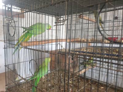 olive x lutiono ringneck breeder male