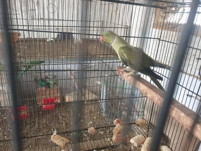 olive x lutiono ringneck breeder male