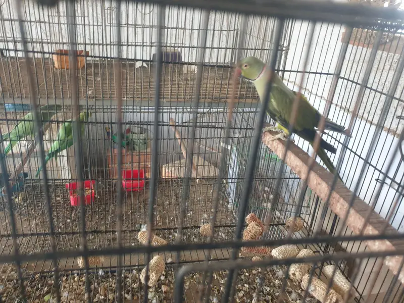 olive x lutiono ringneck breeder male — photo 2