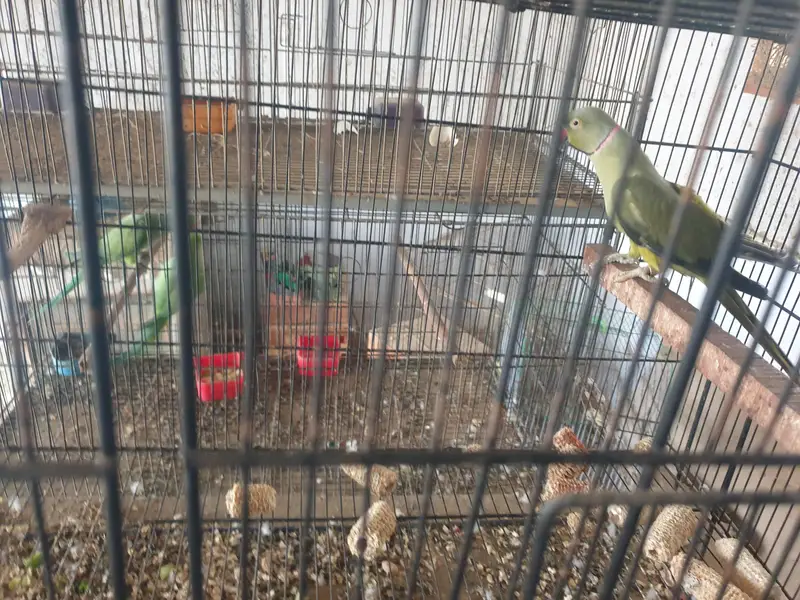 olive x lutiono ringneck breeder male — photo 3
