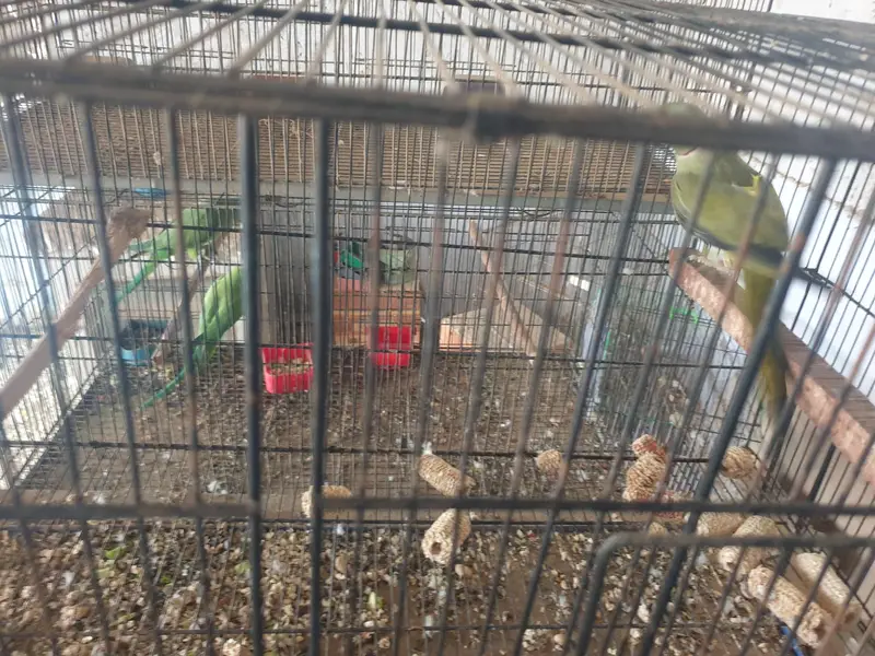 olive x lutiono ringneck breeder male — photo 4