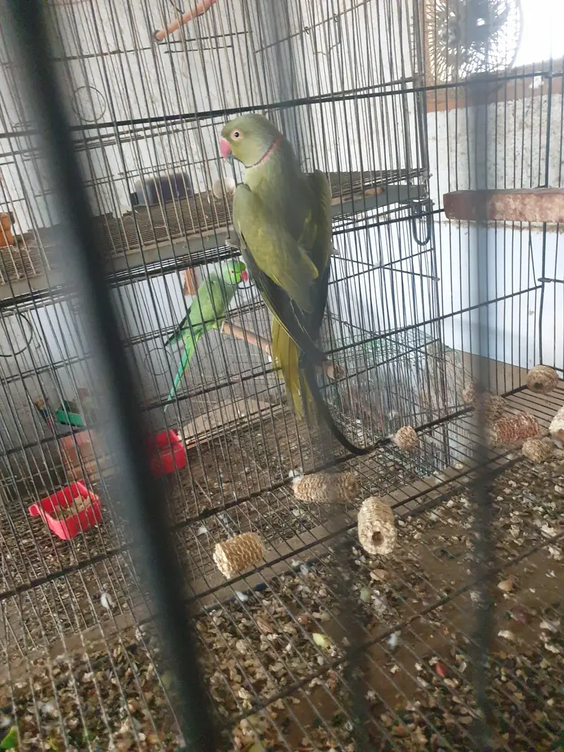 olive x lutiono ringneck breeder male — photo 5