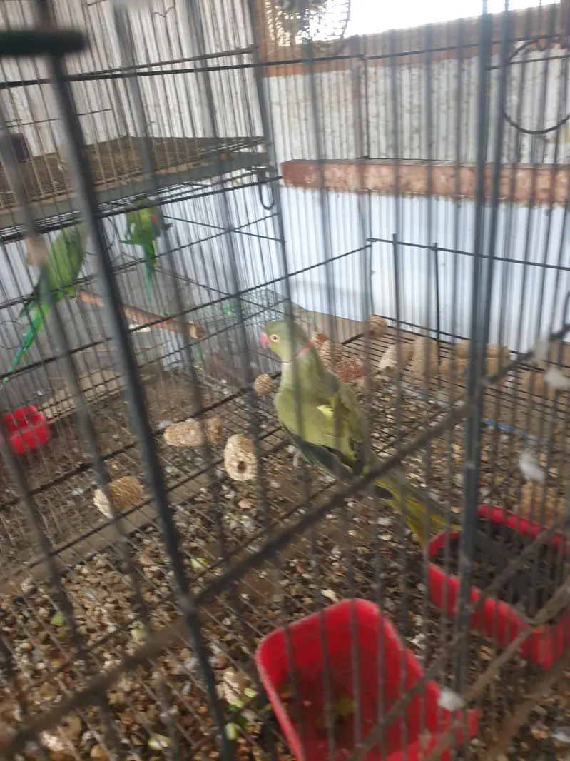 olive x lutiono ringneck breeder male — photo 6