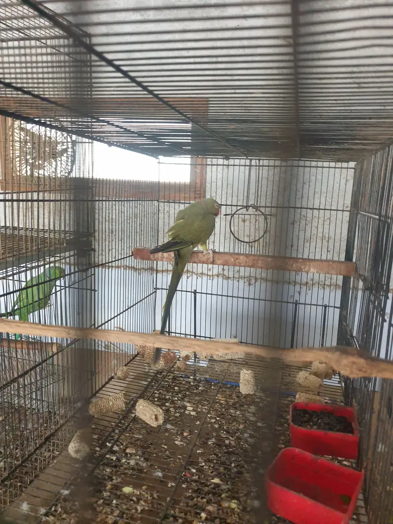 olive x lutiono ringneck breeder male — photo 7