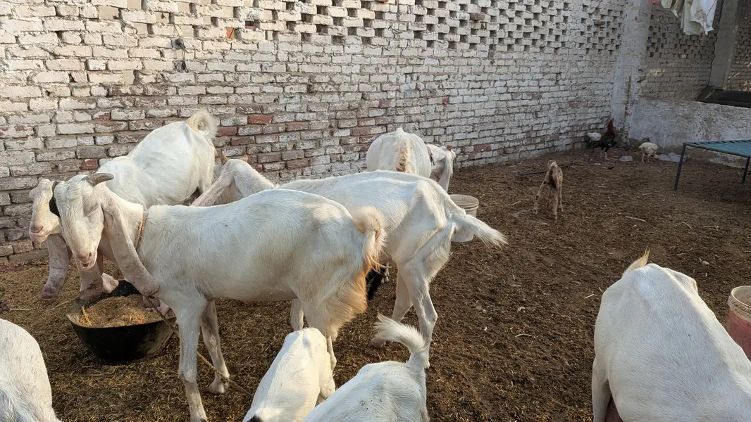 I'm selling my rajanpuri goat total 5 piece 1 piece 1.40 lac lamsum 6l — photo 2