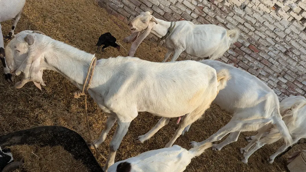 I'm selling my rajanpuri goat total 5 piece 1 piece 1.40 lac lamsum 6l — photo 3