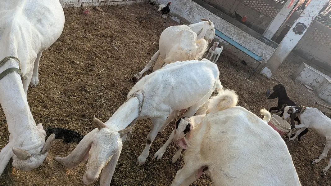 I'm selling my rajanpuri goat total 5 piece 1 piece 1.40 lac lamsum 6l — photo 4