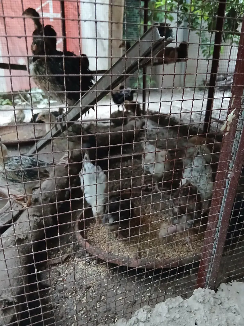 2 months old home chicks healthy and active. Askari 10 Airport Lahore. — photo 2