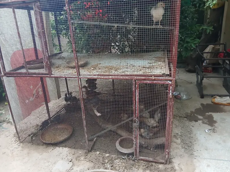 2 months old home chicks healthy and active. Askari 10 Airport Lahore. — photo 3