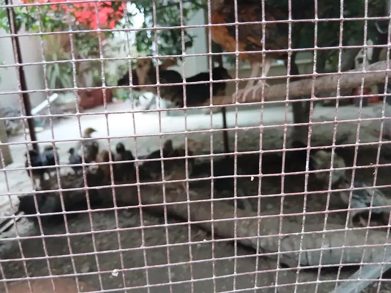 2 months old home chicks healthy and active. Askari 10 Airport Lahore. — photo 4