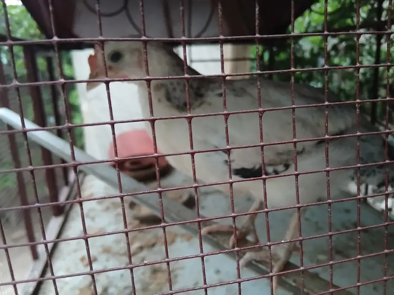 2 months old home chicks healthy and active. Askari 10 Airport Lahore. — photo 5