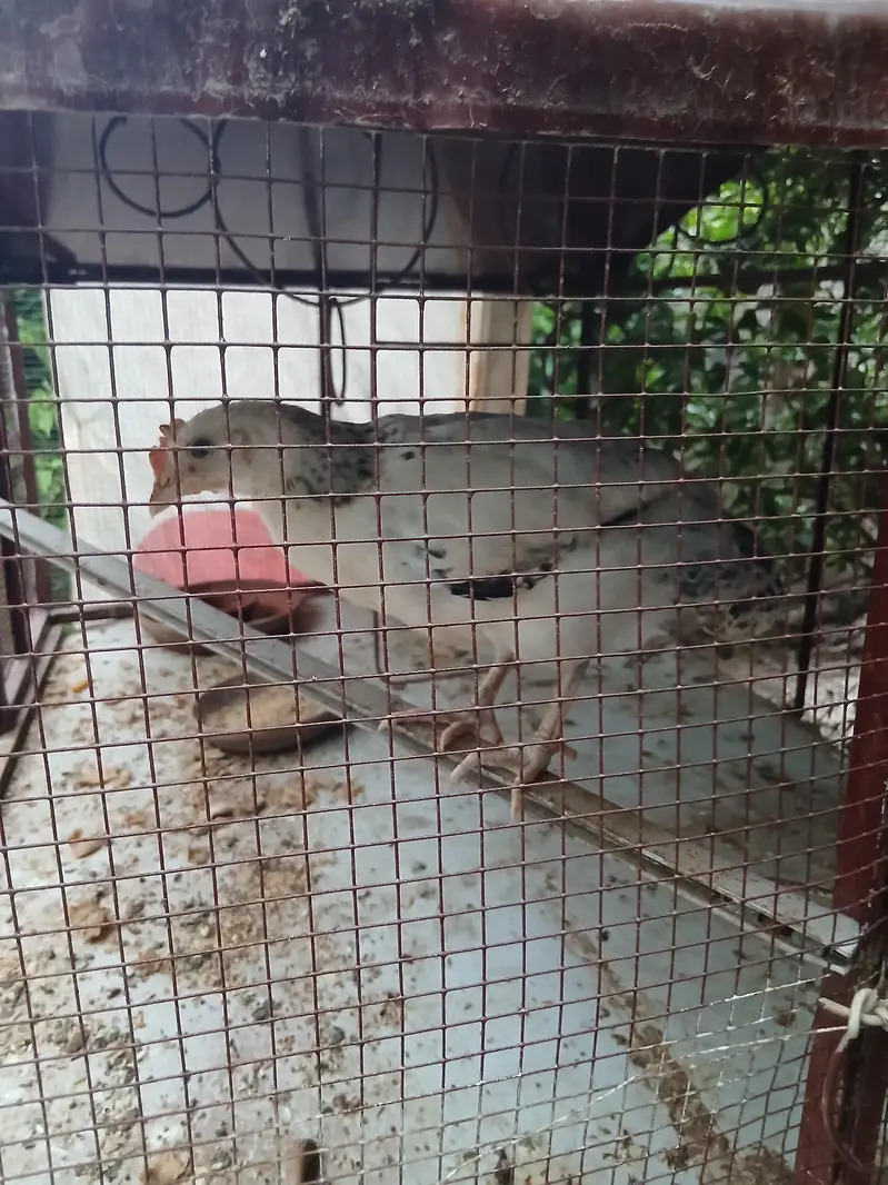 2 months old home chicks healthy and active. Askari 10 Airport Lahore. — photo 6