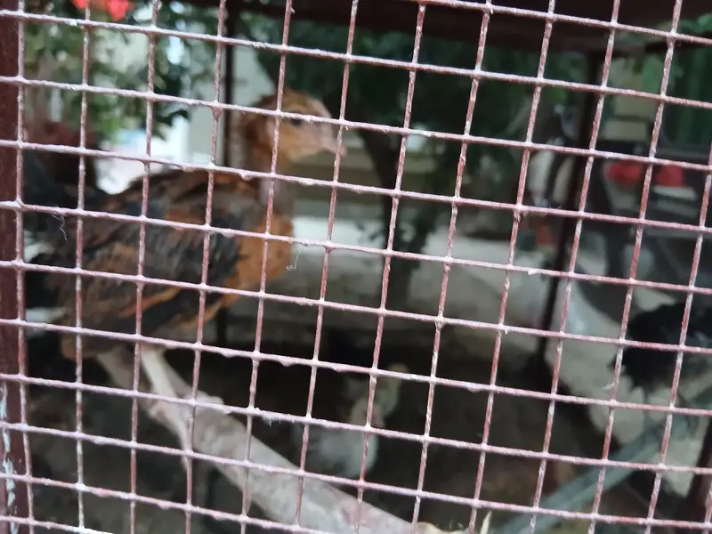 2 months old home chicks healthy and active. Askari 10 Airport Lahore. — photo 7