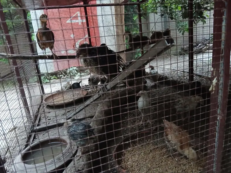 2 months old home chicks healthy and active. Askari 10 Airport Lahore. — photo 8