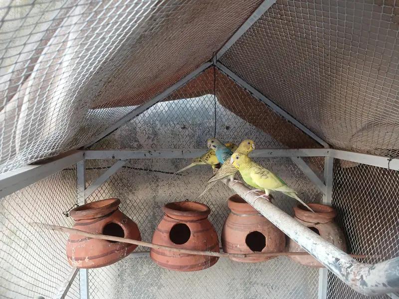 Big Cage with Parrots — photo 3