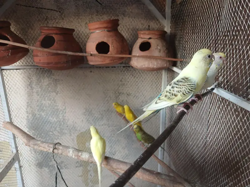 Big Cage with Parrots — photo 5