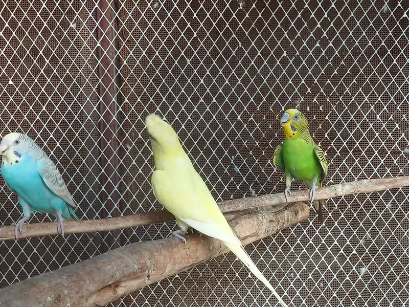 Big Cage with Parrots — photo 6
