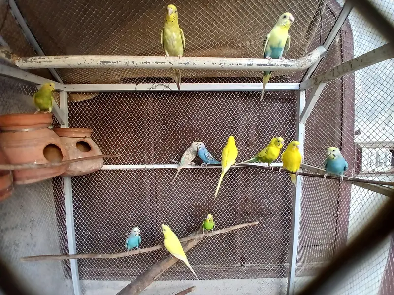 Big Cage with Parrots — photo 7