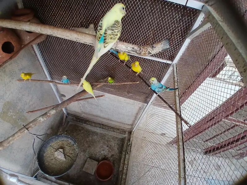 Big Cage with Parrots — photo 8