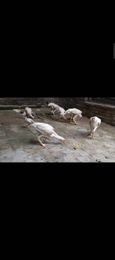 white shamo pathay