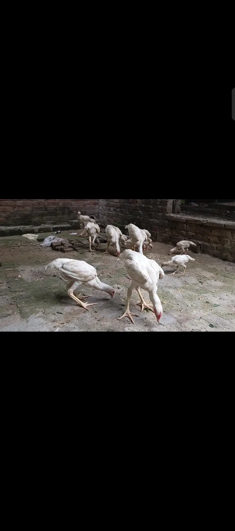 white shamo pathay — photo 2