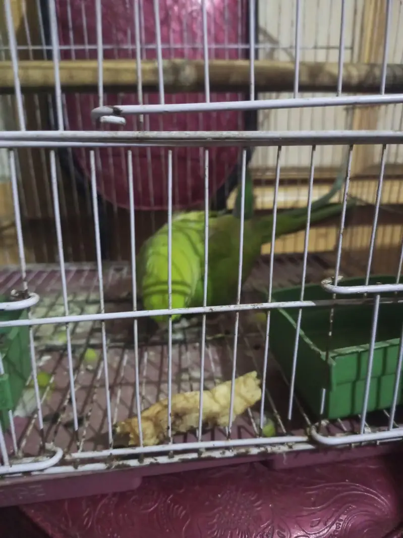 urgent sele karna hai — photo 3