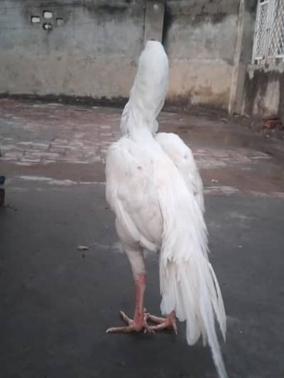 Pure white heara Aseel