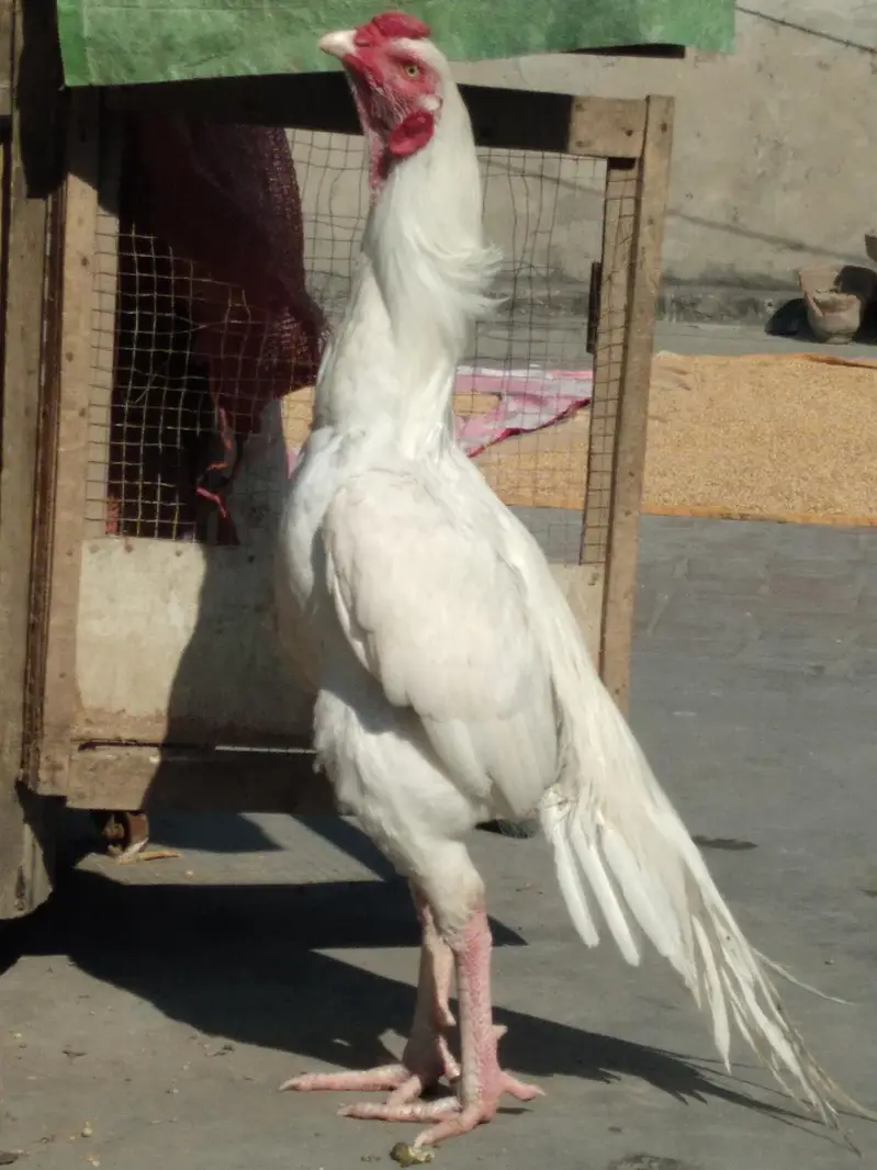 Pure white heara Aseel — photo 2