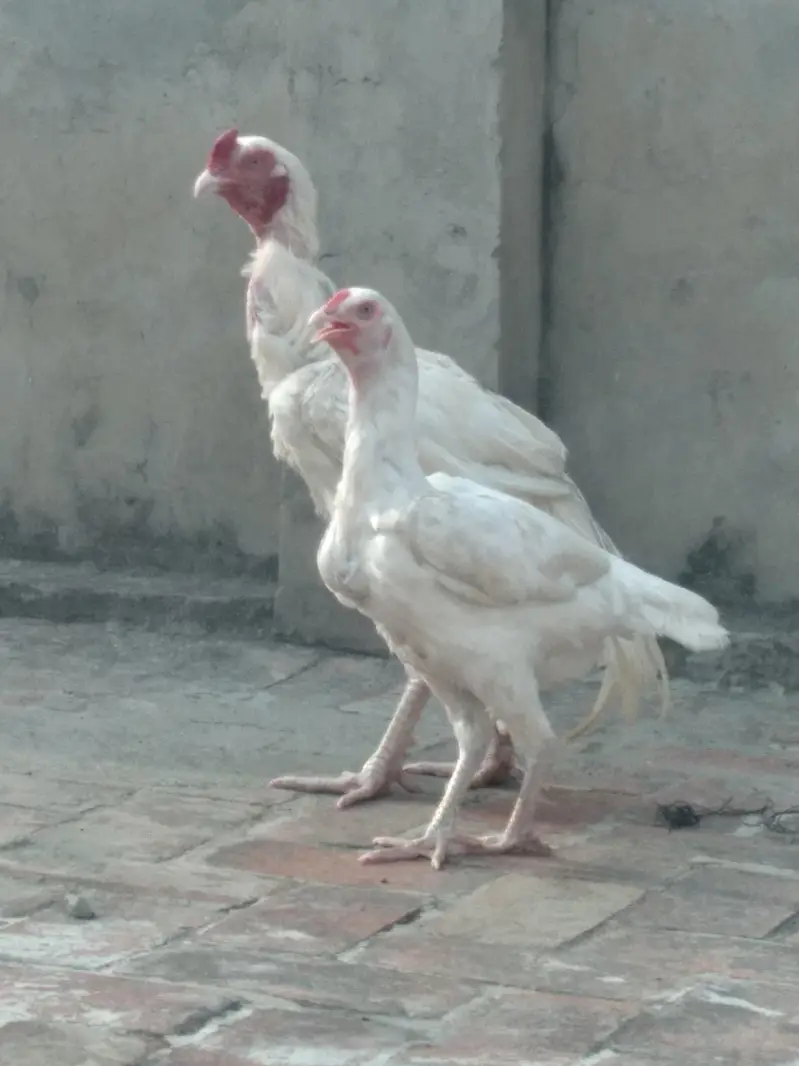 Pure white heara Aseel — photo 3