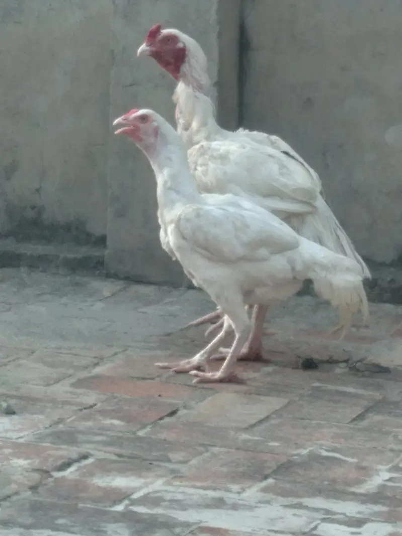 Pure white heara Aseel — photo 4