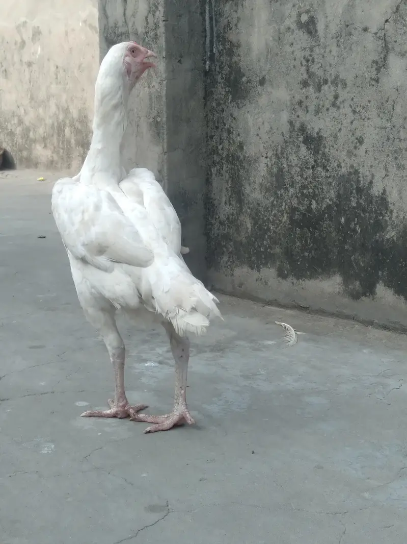 Pure white heara Aseel — photo 5
