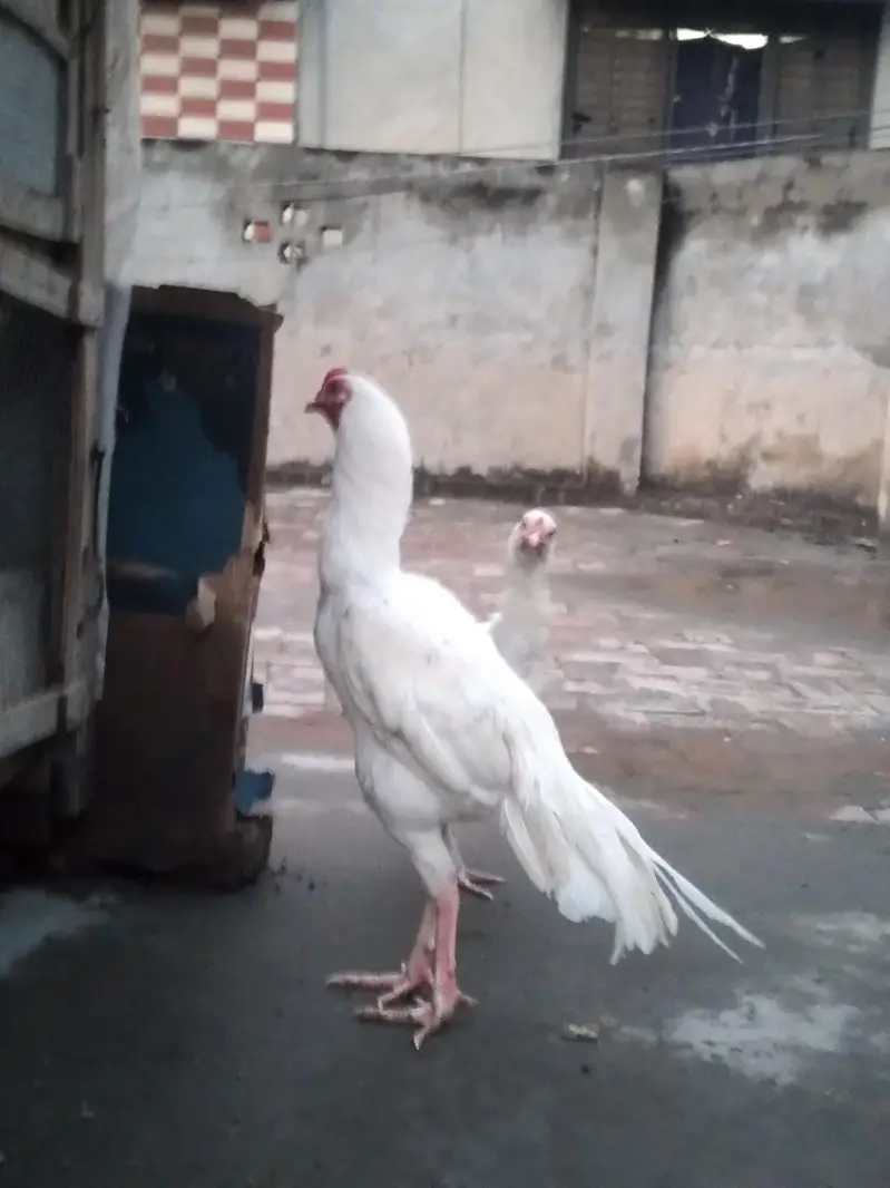 Pure white heara Aseel — photo 6