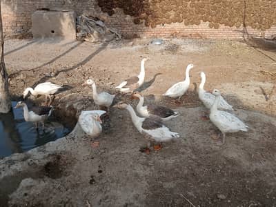 Breeder Ducks 