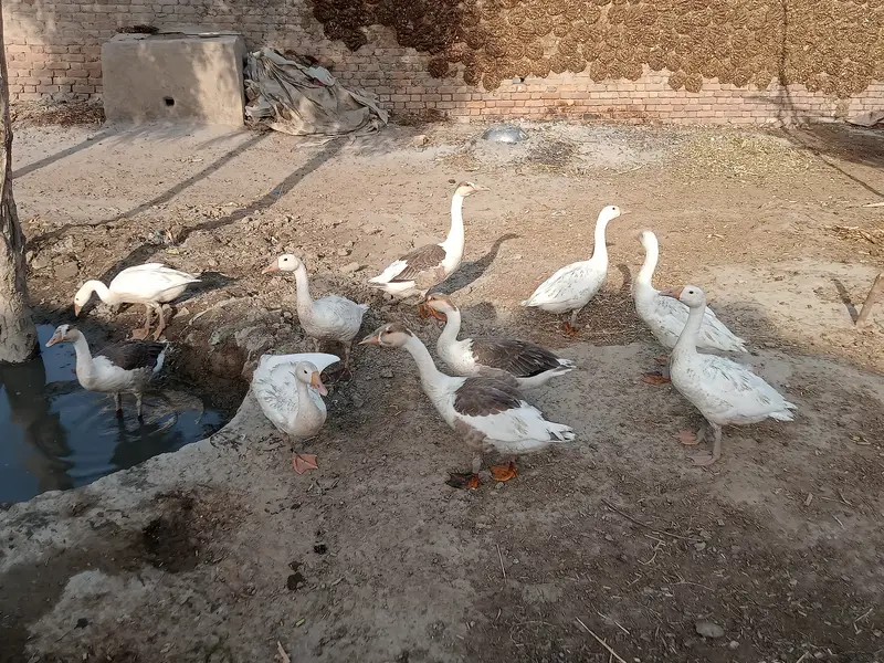 Breeder Ducks 