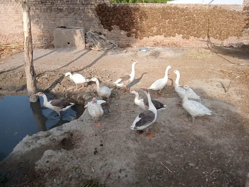 Breeder Ducks  — photo 2