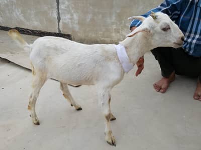 6 month teddi bakri fainal 22 hazar