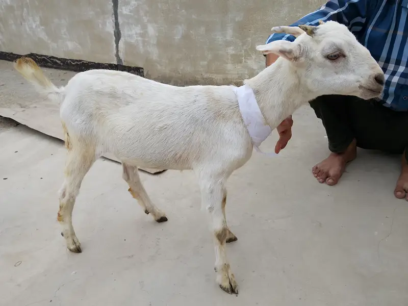 6 month teddi bakri fainal 22 hazar — photo 2