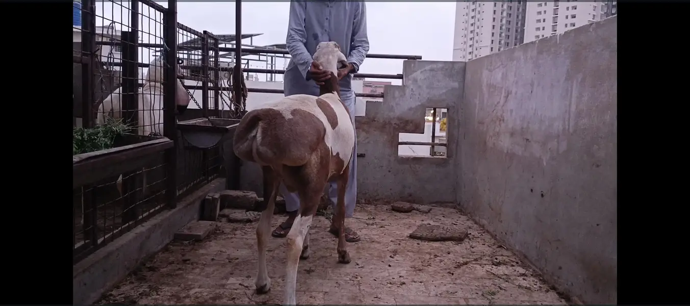 kajlay or ablak turkey — photo 2