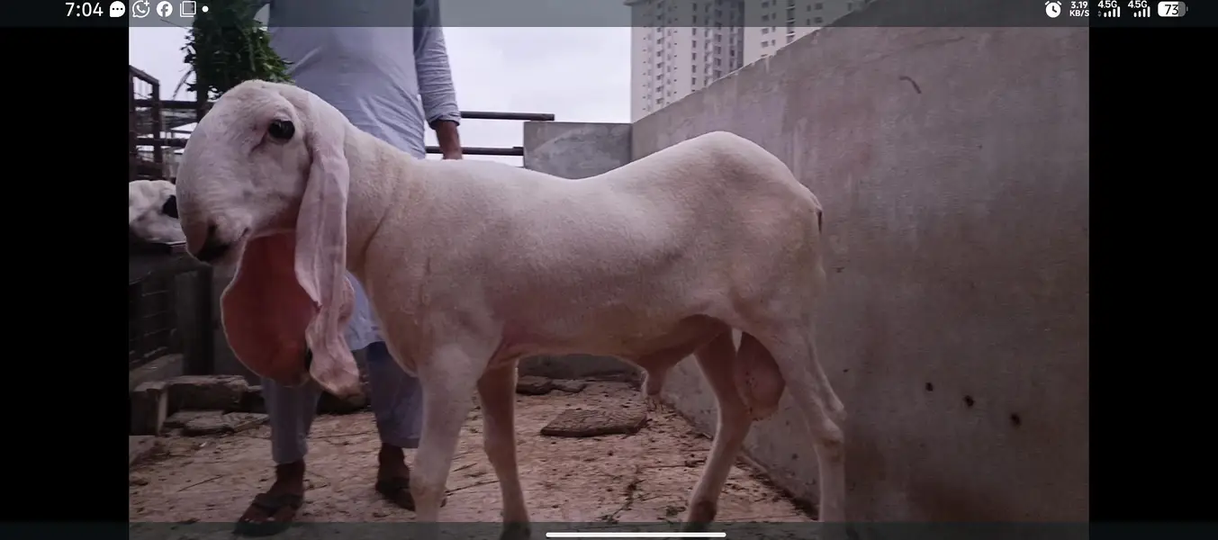 kajlay or ablak turkey — photo 5