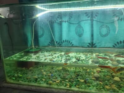aquarium