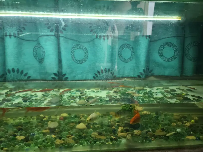 aquarium — photo 2
